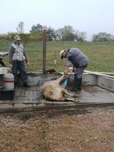 Disznóvágás a KultPincében