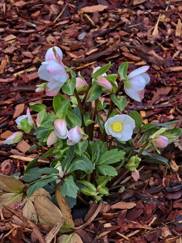 Strázsahegyi Napocska Vendégház kertje és terasza