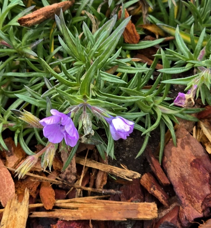 Strázsahegy napocska Vendégház kertje és terasza