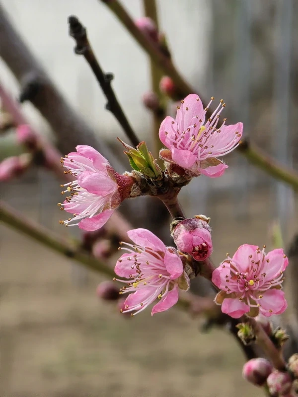 Strázsahegyi Napocska Vendégház tavaszi virágok