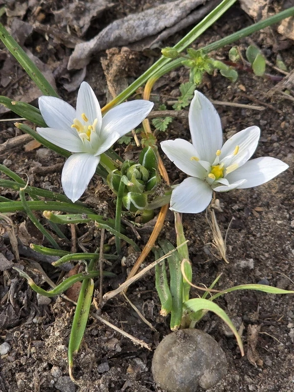 Strázsahegyi Napocska Vendégház tavaszi virágok