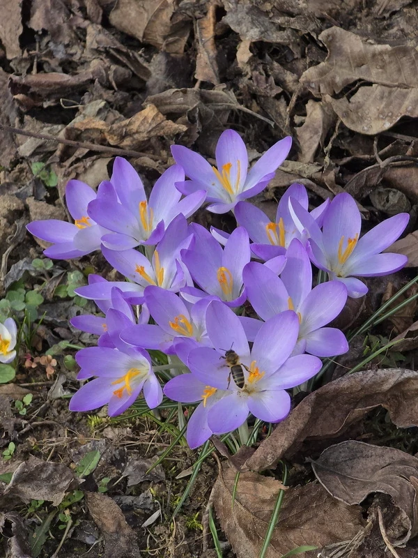 Strázsahegyi Napocska Vendégház tavaszi virágok