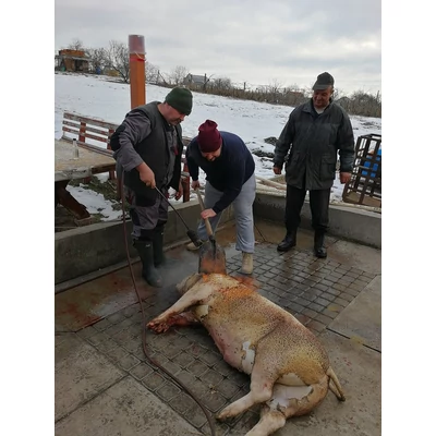 disznóölés, pörzsölés