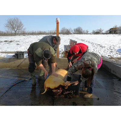 disznóvágás, mosdatás