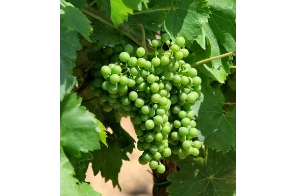 Vasárnap délután a Strázsahegyen galéria