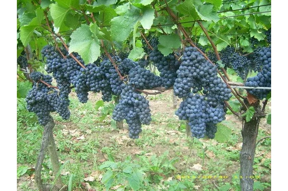 Kékfrankos a "sokoldalú magyar fajta"