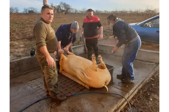 Disznóvágás „disznóölő András” napja előtt