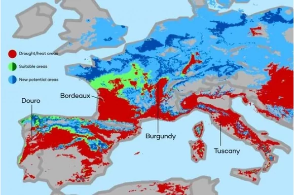 Ezt teszi borainkkal a klímaváltozás