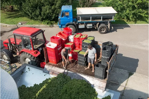 Összefogással készül a Monor eredetmegjelölésű közösségi bor