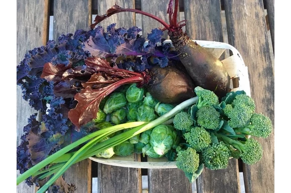 Talaj Humusz Menedzsment - Humuszépítő gazdálkodás együttműködésben a talajélettel