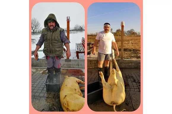 Így indult a a disznóvágási szezon 2019 októberében