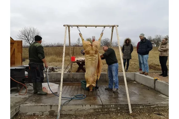 Novemberi hagyományőrző disznóvágás a pincefaluban