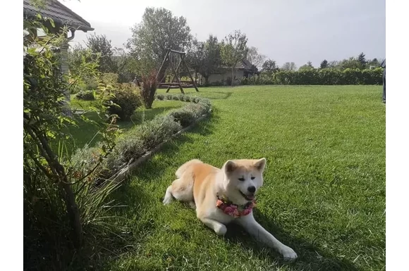 Brigi és Sanyi esküvője, galéria