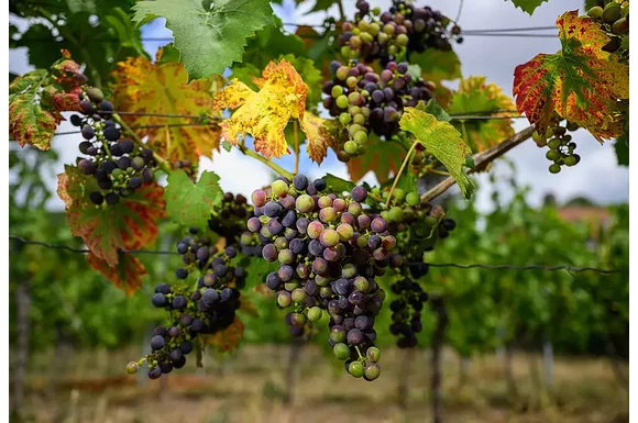 Klímaváltozás hatása a borászatokra és a borokra