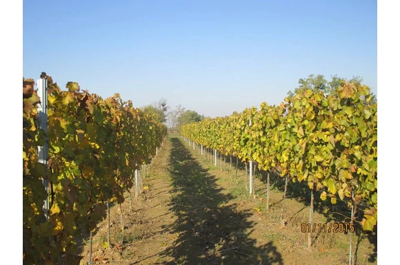 Monori OEM termékleírás, kapcsolat a földrajzi területtel