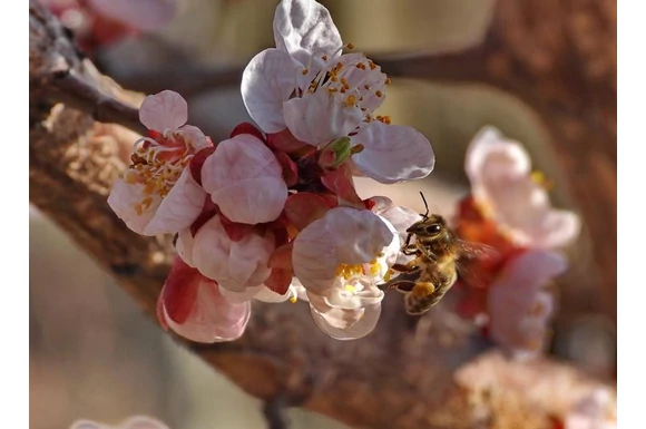 KultPincébe is beköszöntött a tavasz