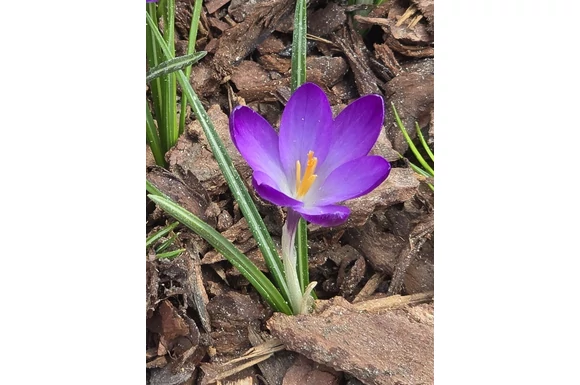 Strázsahegyi Napocska vendégház tavaszi virágai